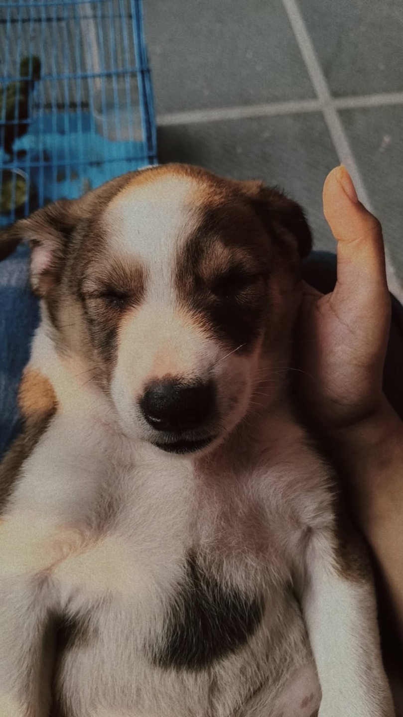 Little Charlie resting with his eyes closed, cradled beside a hand